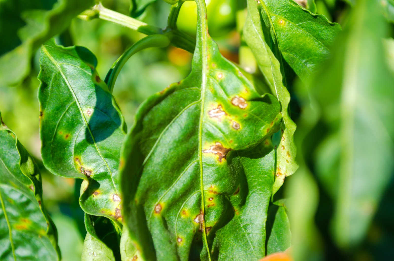 豆角疫病的传播途径：了解与防范