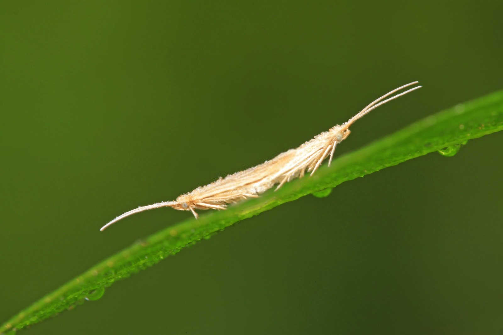 小菜蛾的综合防治措施