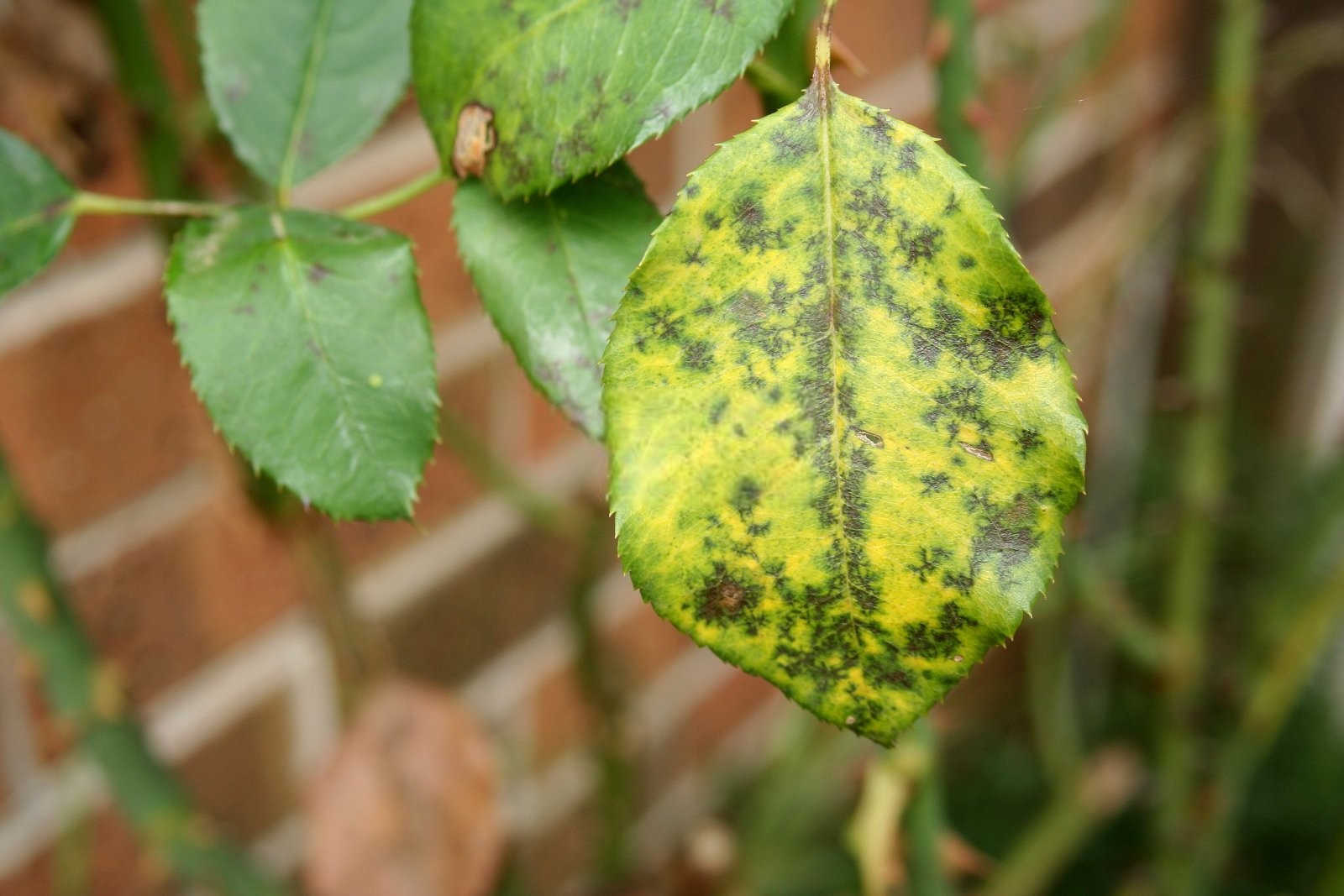 芥菜抗黑斑病的种植管理策略