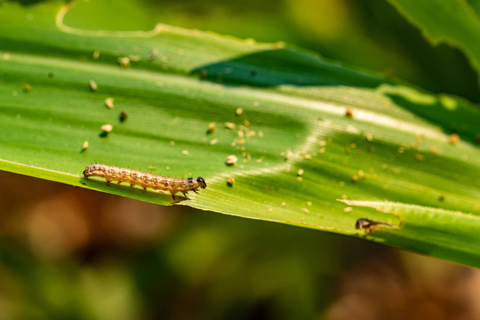 揭秘三大杀虫剂：虱螨脲、虫螨腈、茚虫威的区别与辨识？