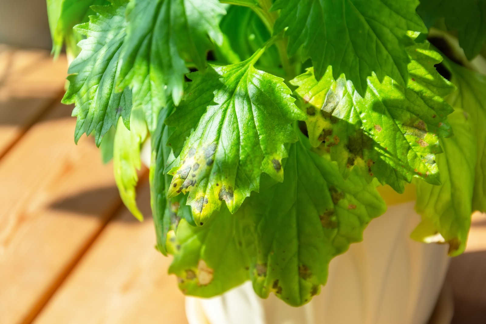 桂花褐斑病的综合防治策略：守护芬芳之路