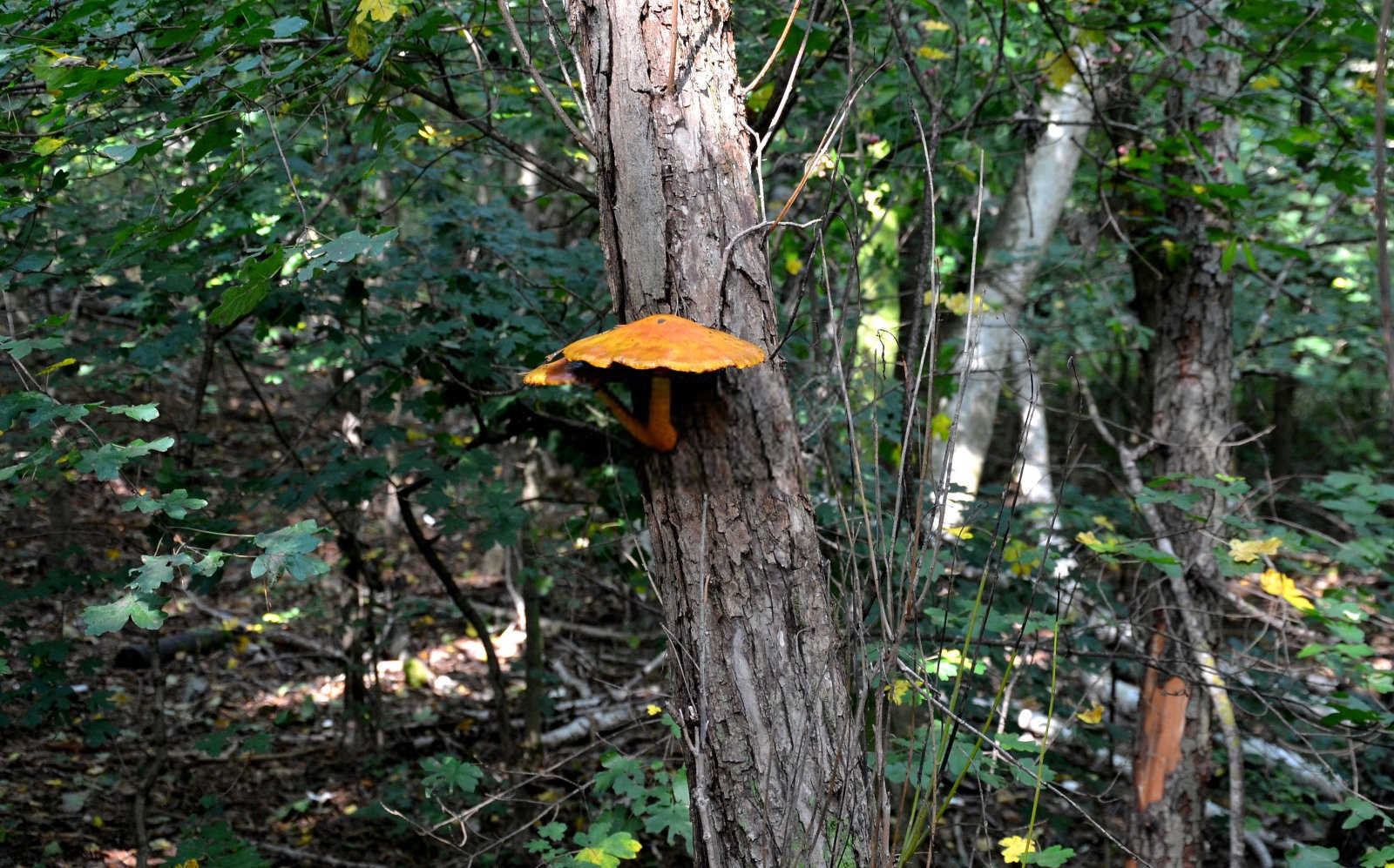 石榴干腐病的防治技术要点