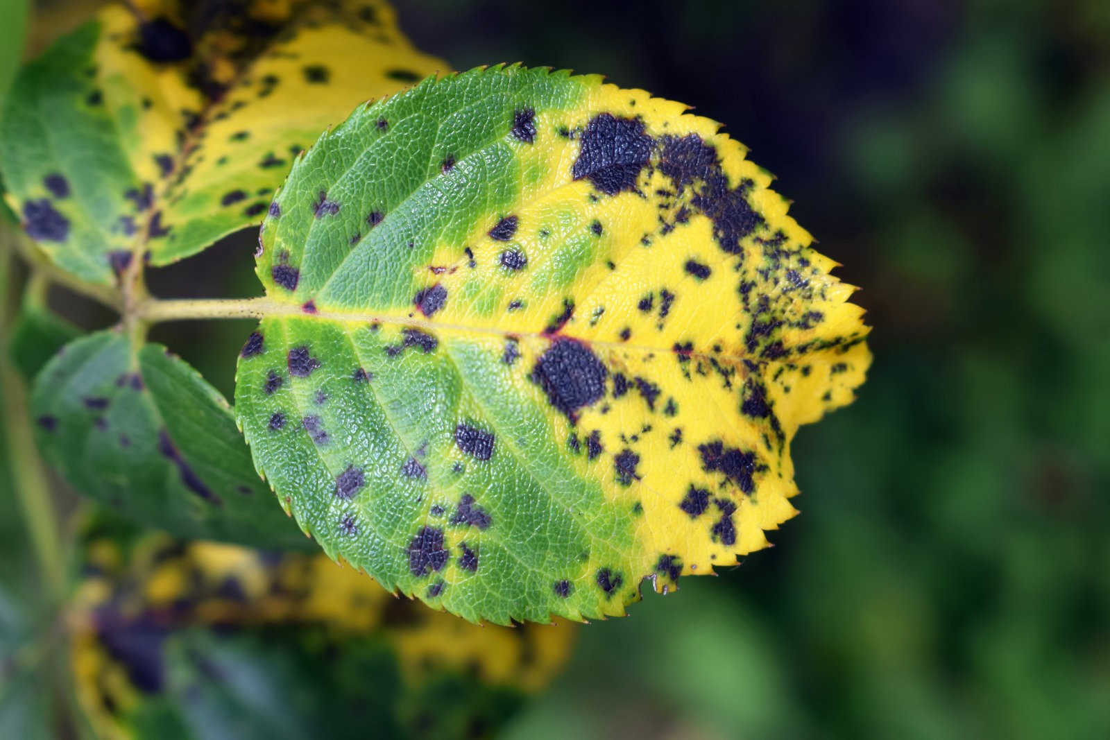 芥菜抗黑斑病的种植管理策略