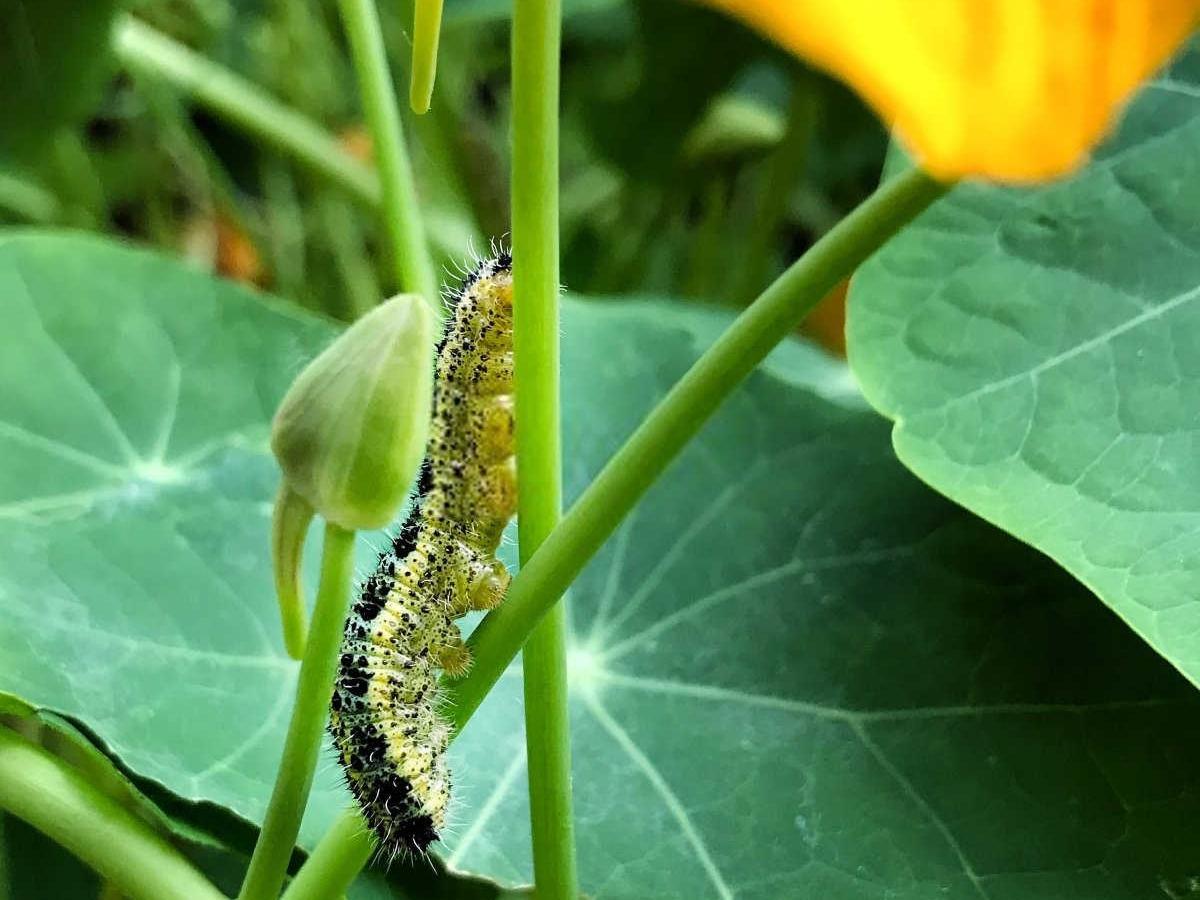 秋季警惕：菜青虫防治的关键时期