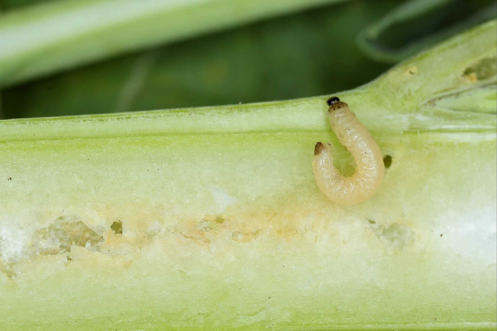 守护稻穗：稻飞虱的克星——常用杀虫剂解析