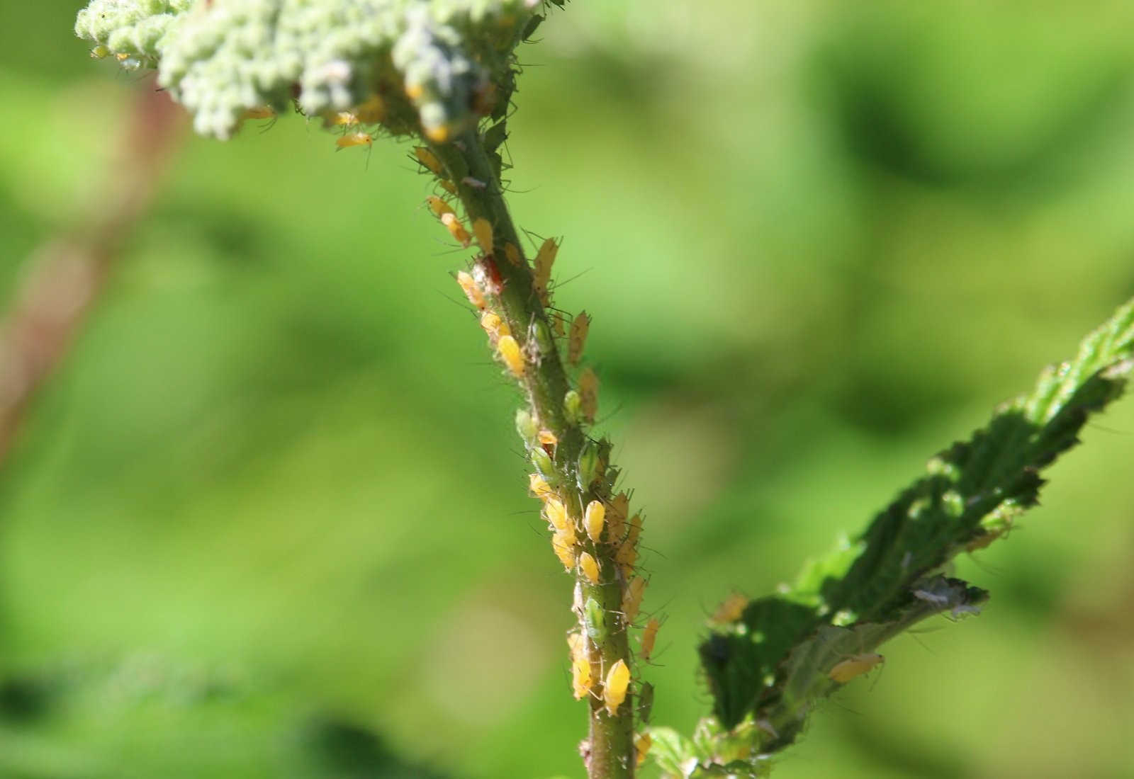 绿色守护：植物药剂在蚜虫防治中的应用