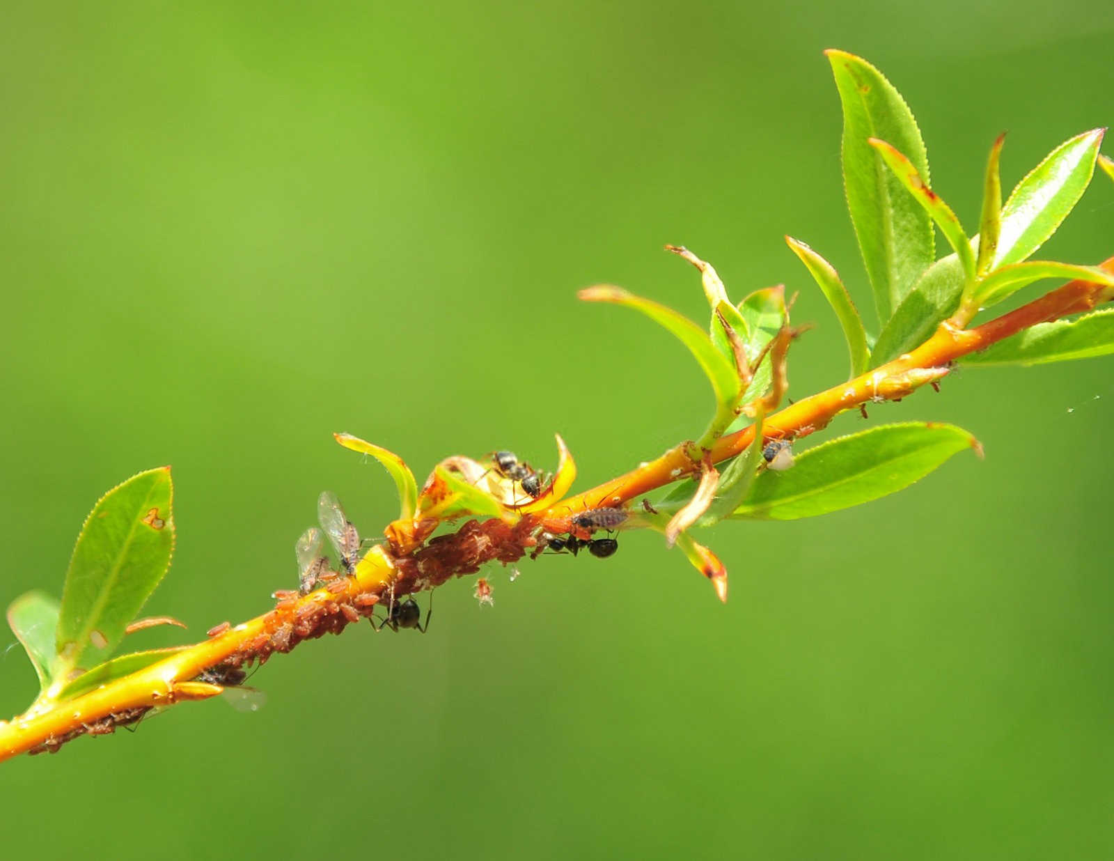 守护绿色餐桌：无公害蔬菜蚜虫的防治技术