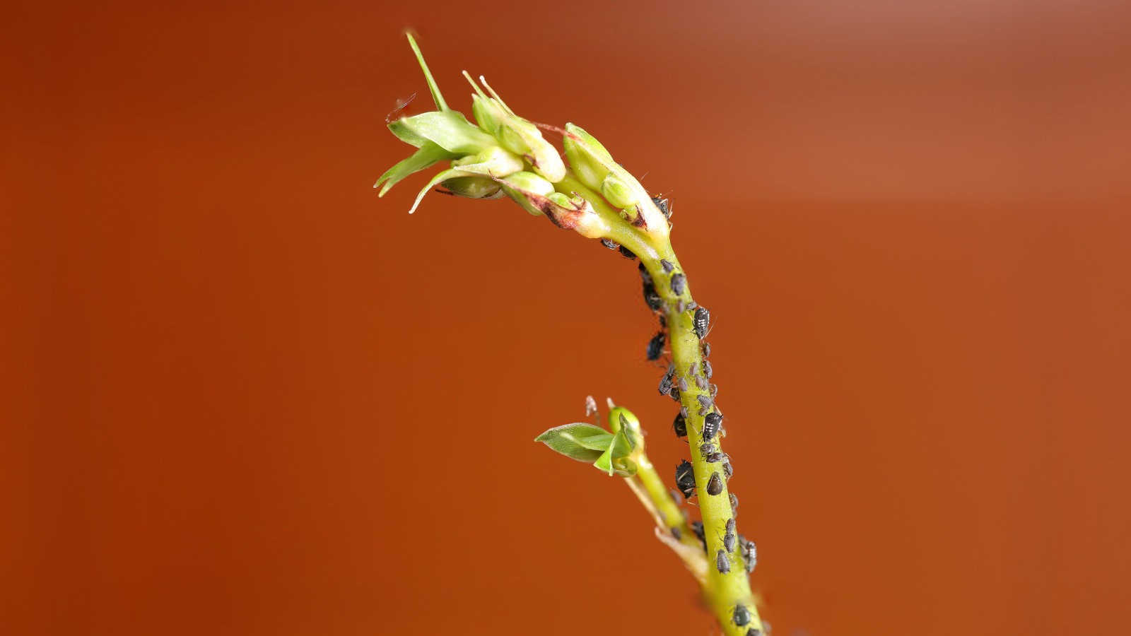 绿色守护者：与喜林芋上的蚜虫展开斗争