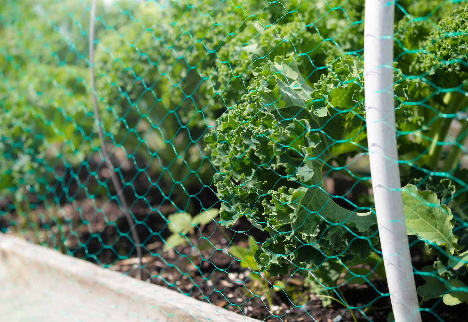 大白菜栽培：战胜菜青虫的科学策略