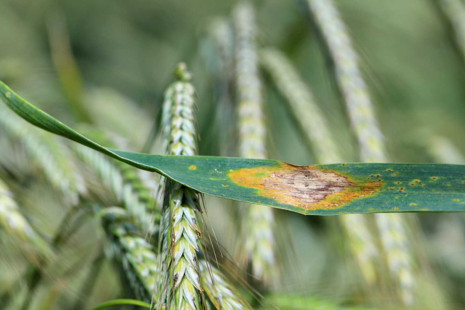 菩提树霉斑病和疥虫主要怎样防治？菩提树病虫害防治