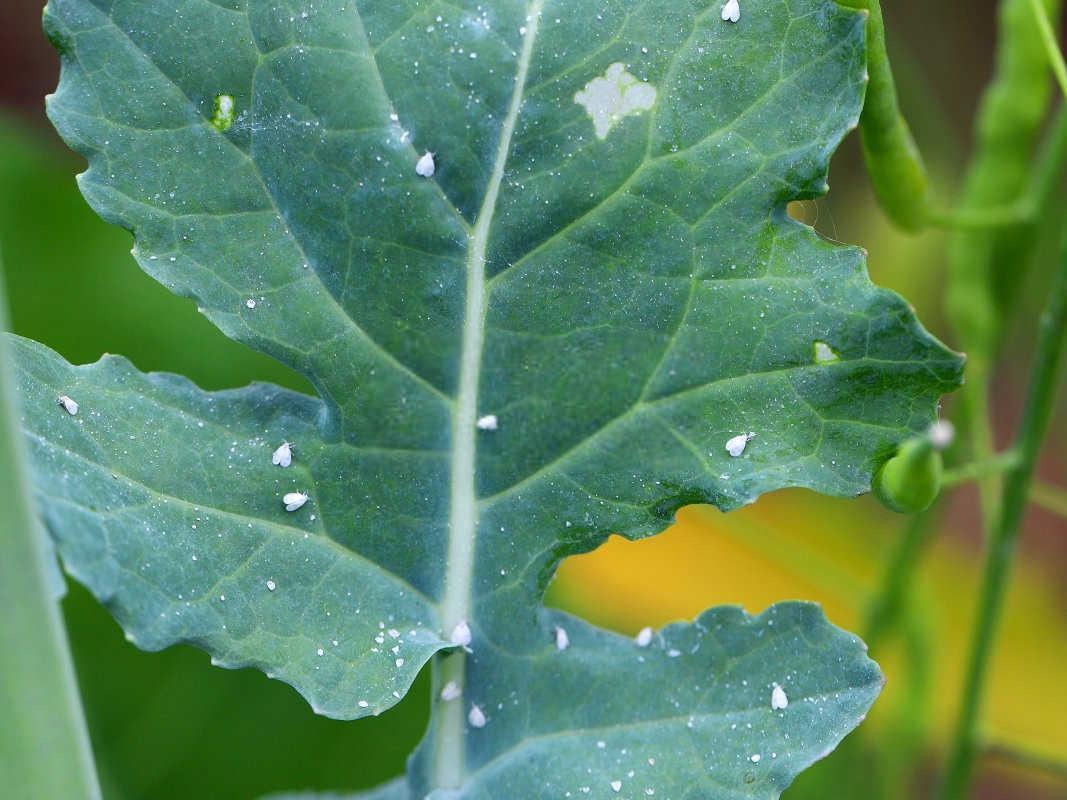 科学防治温室白粉虱