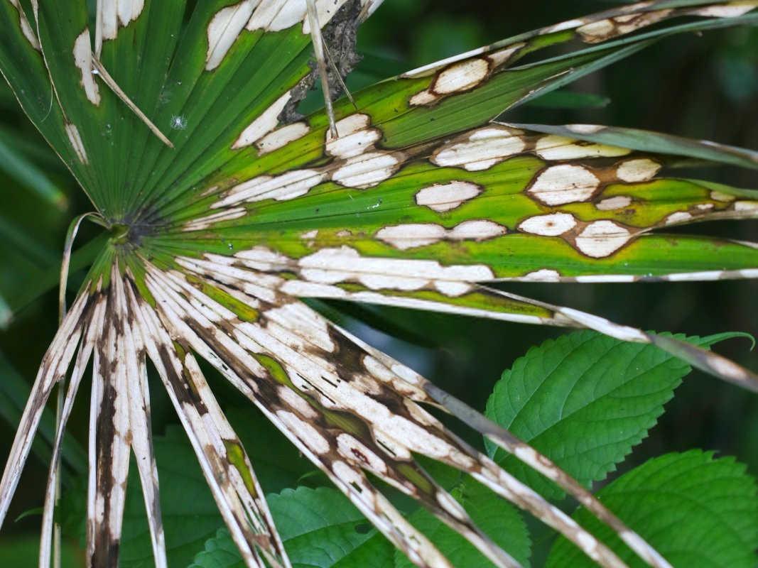 揭秘枸杞炭疽病：症状、规律与防治策略