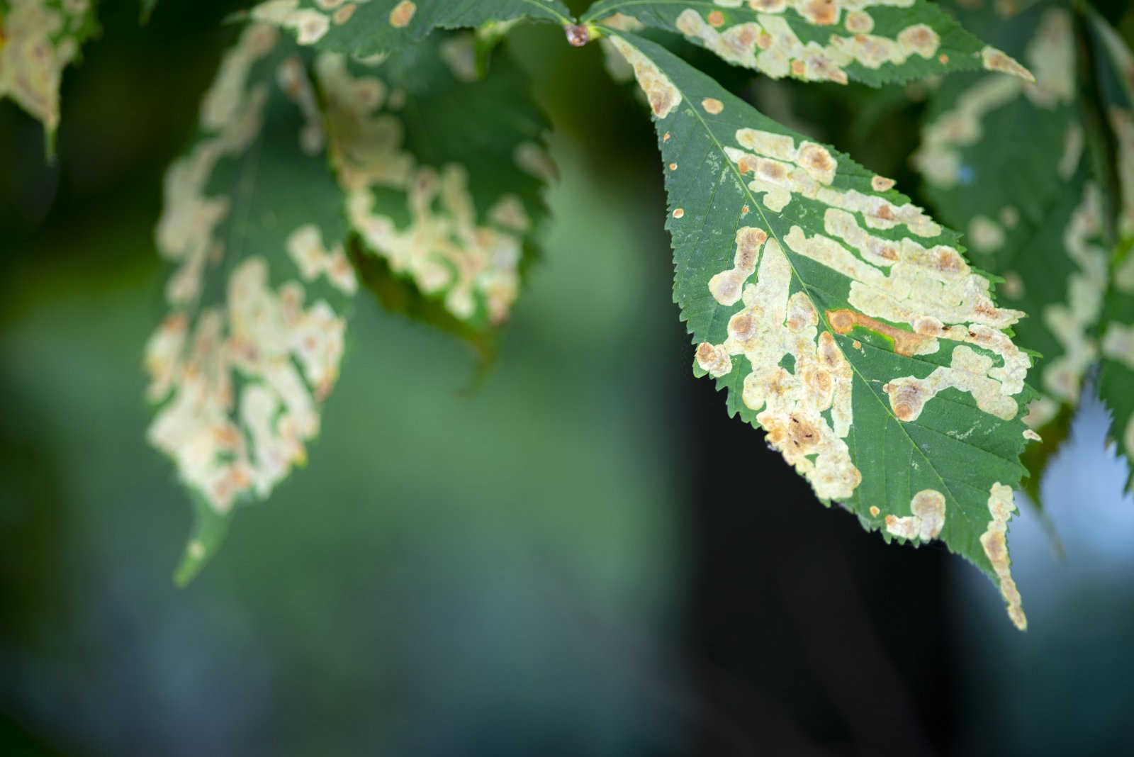 战胜豇豆锈病：有效药物选择与防治策略