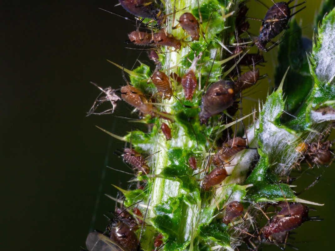 绿色护卫：高效防治油菜苗期蚜虫的策略