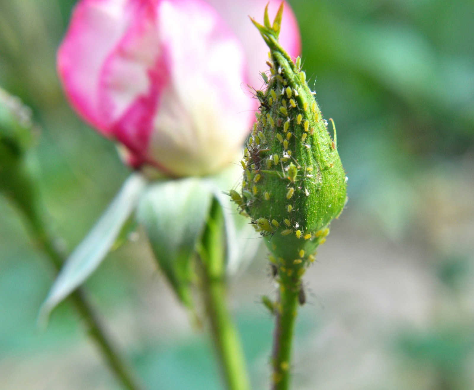 揭秘：多菌灵对抗蚜虫的实效性探究？