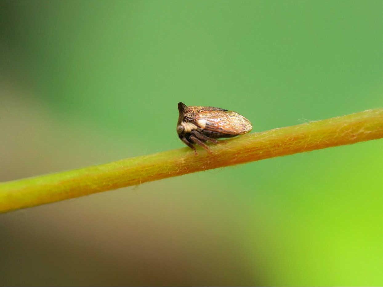 美人蕉花病虫害防治攻略：方法与药品全解析？