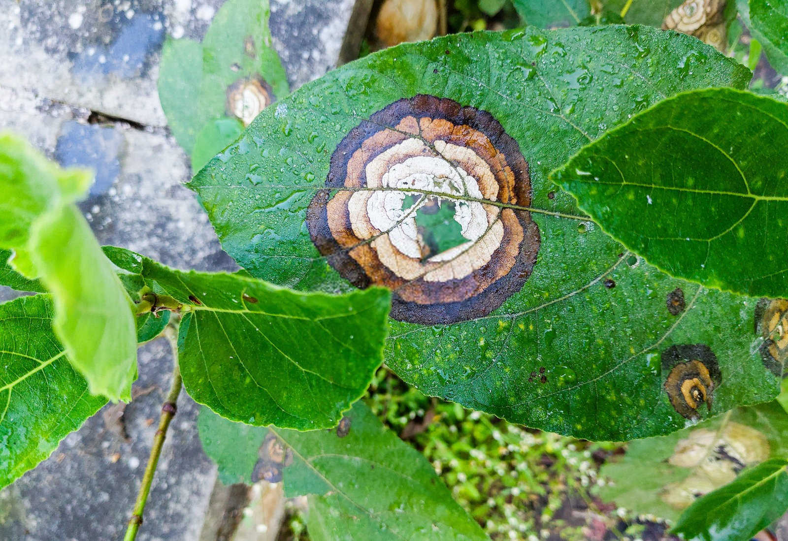 守护翠绿：防治芹菜叶斑病的智慧用药之道