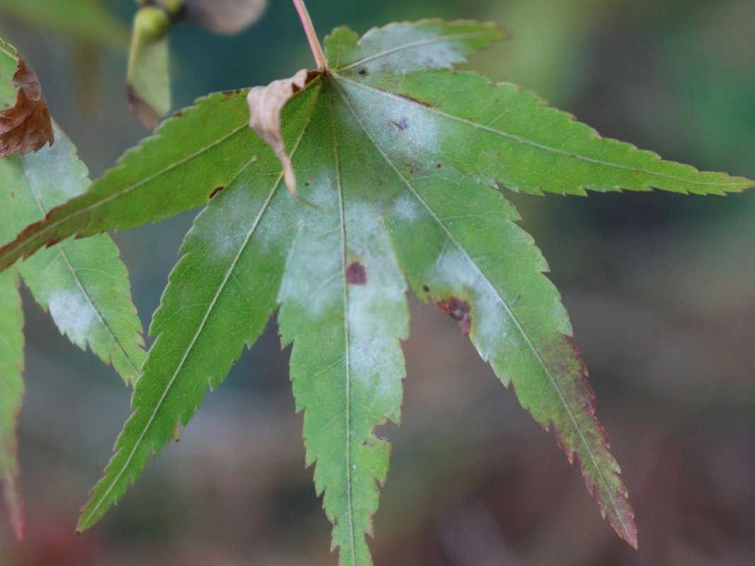 金银花白粉病如何防治，金银花白粉病防治方法？