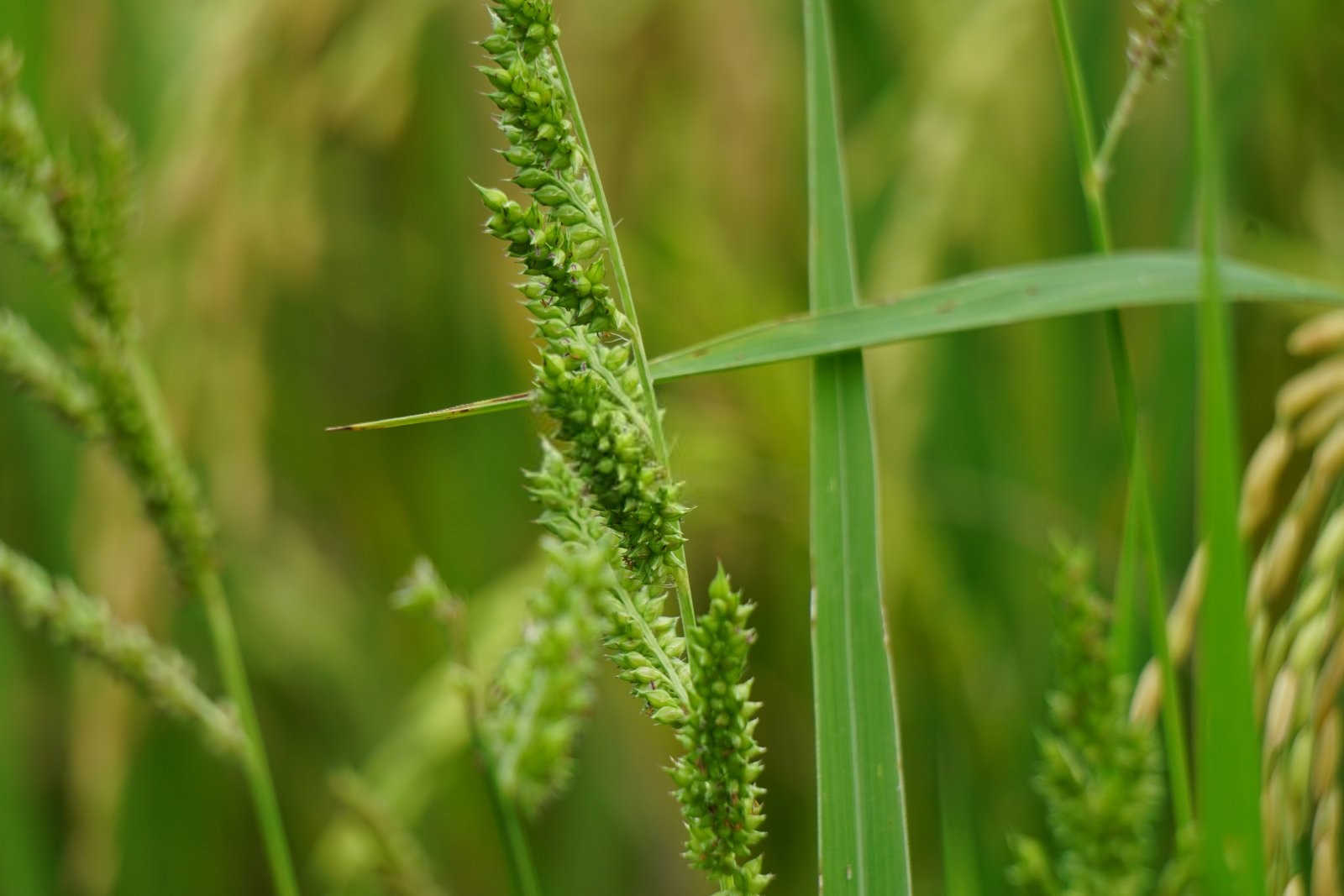 秋季黄瓜褐斑病防治：策略与实践