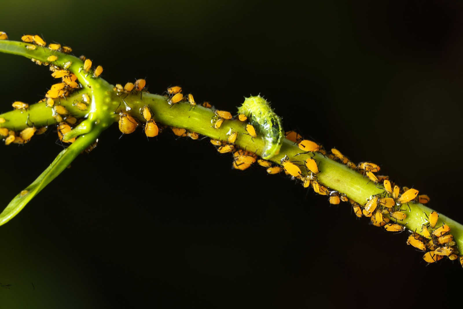 守护棉田：高效防治棉花蚜虫的农药选择