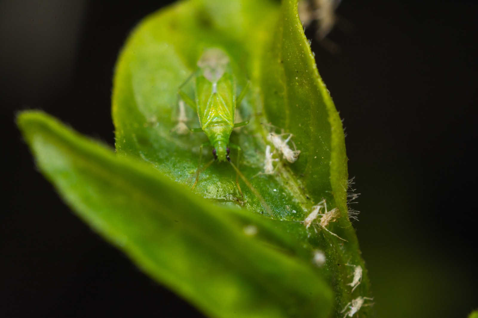 战胜桃园小敌：有效用药策略对抗桃蚜虫