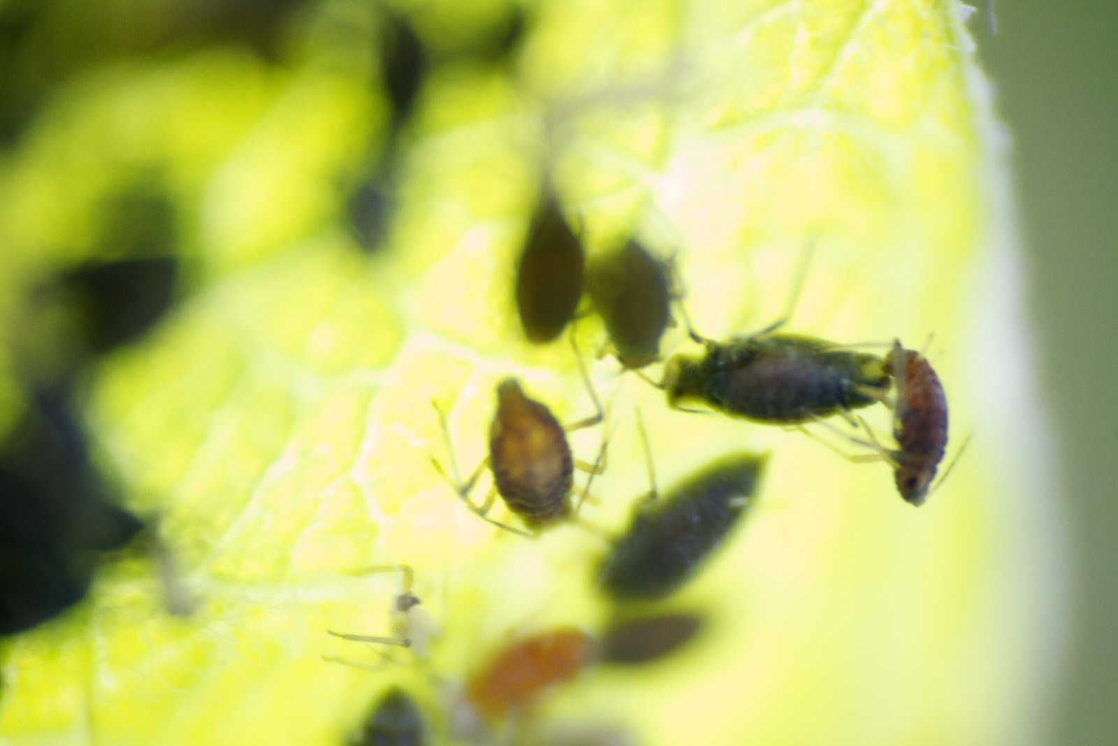 小麦蚜虫：揭秘其发生特点与生态影响？