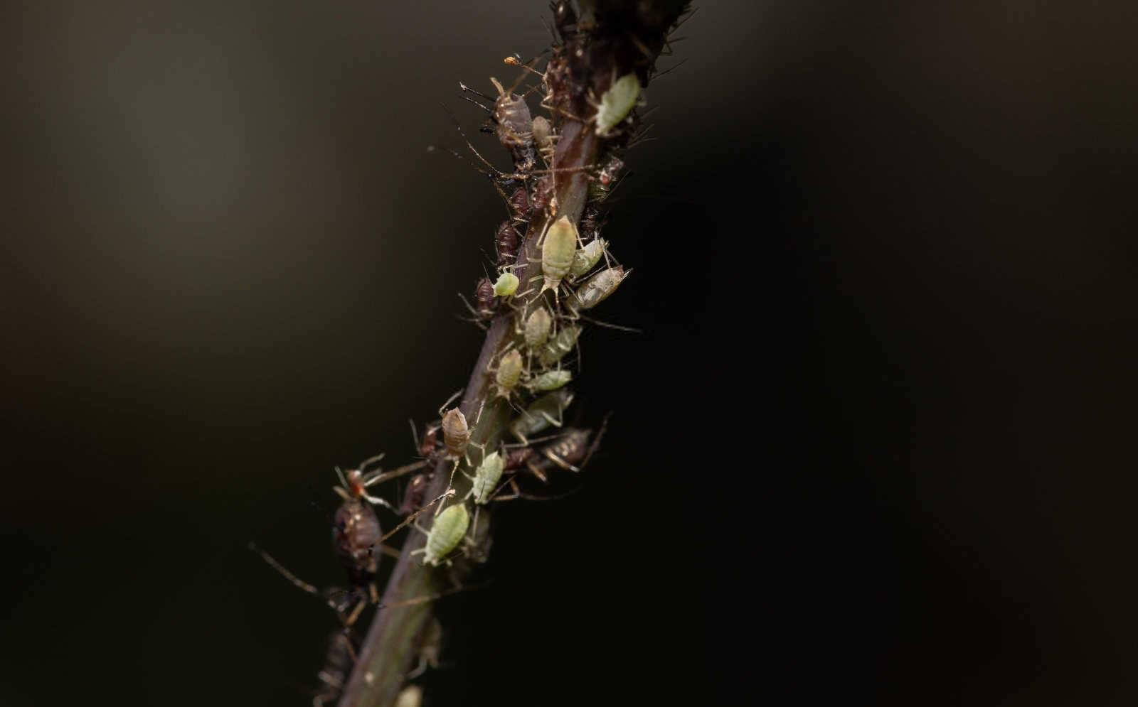 守护金黄宝藏：小麦蚜虫的综合农药治理策略