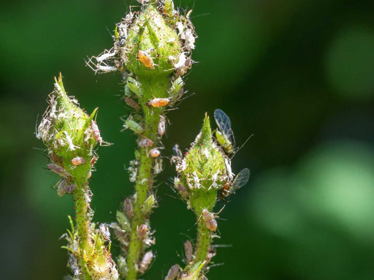 绿色守护：植物药剂在蚜虫防治中的应用