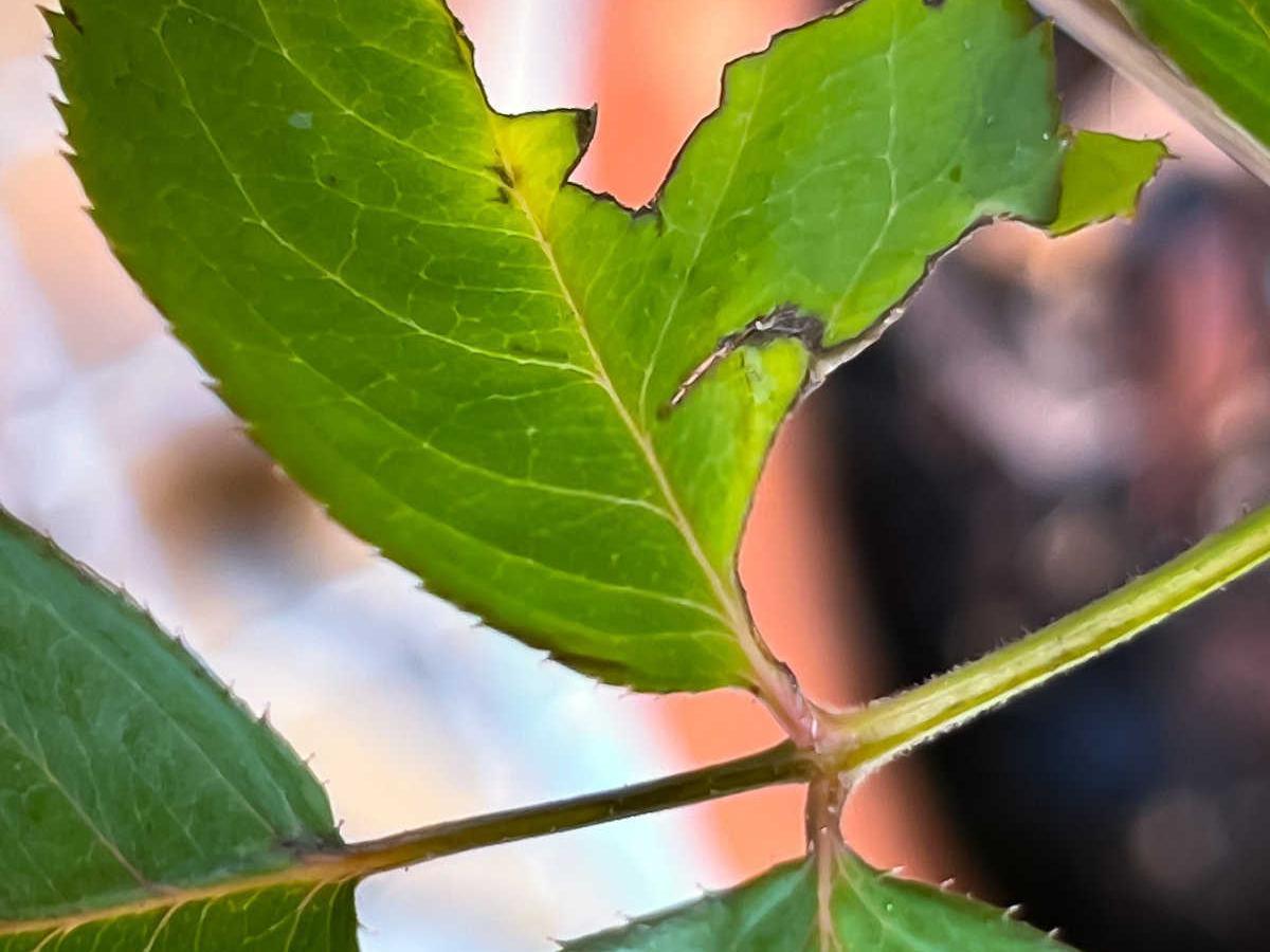 战胜绿色威胁：策略全面防治菠菜炭疽病