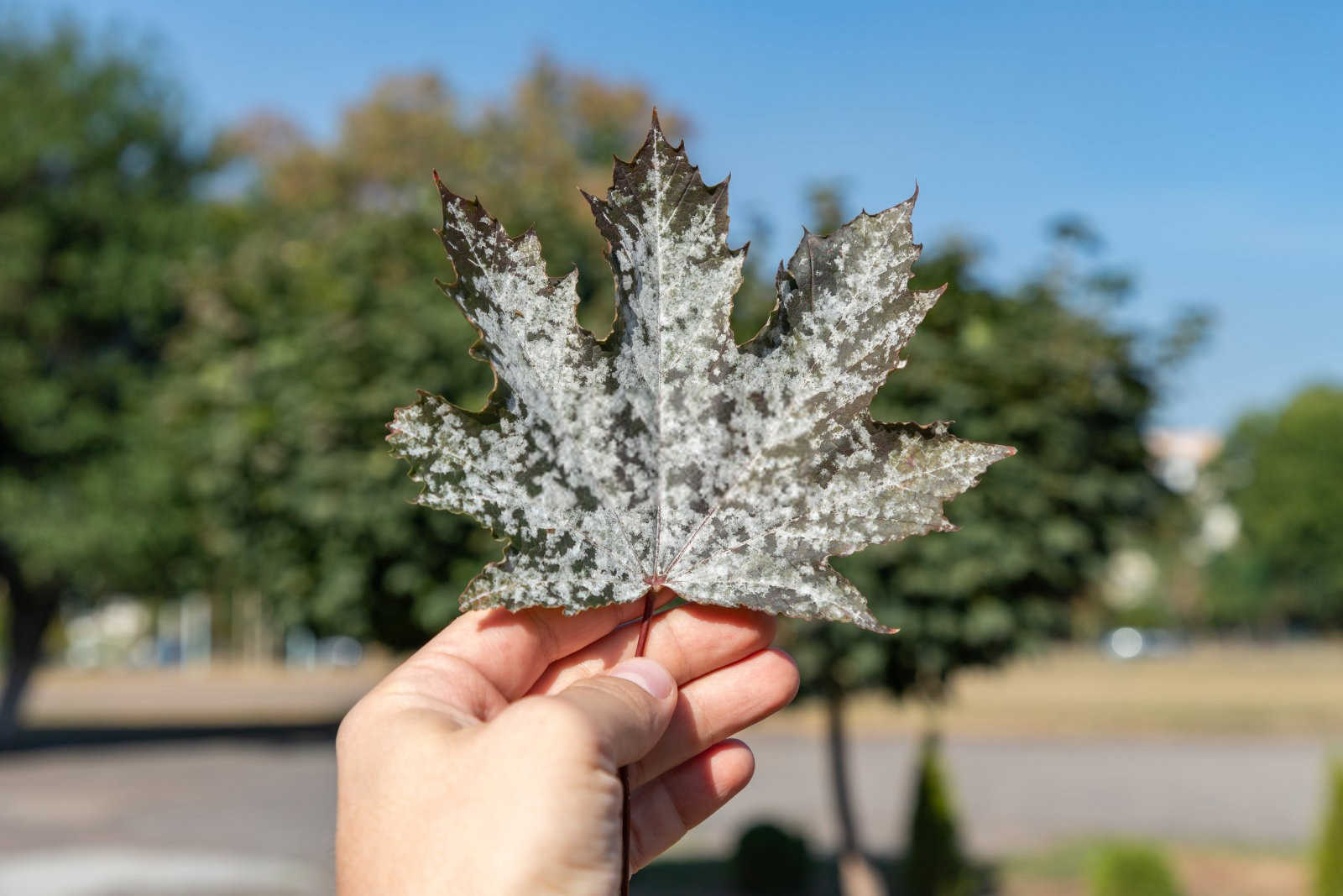 守护美丽：瓜叶菊白粉病的综合防治策略