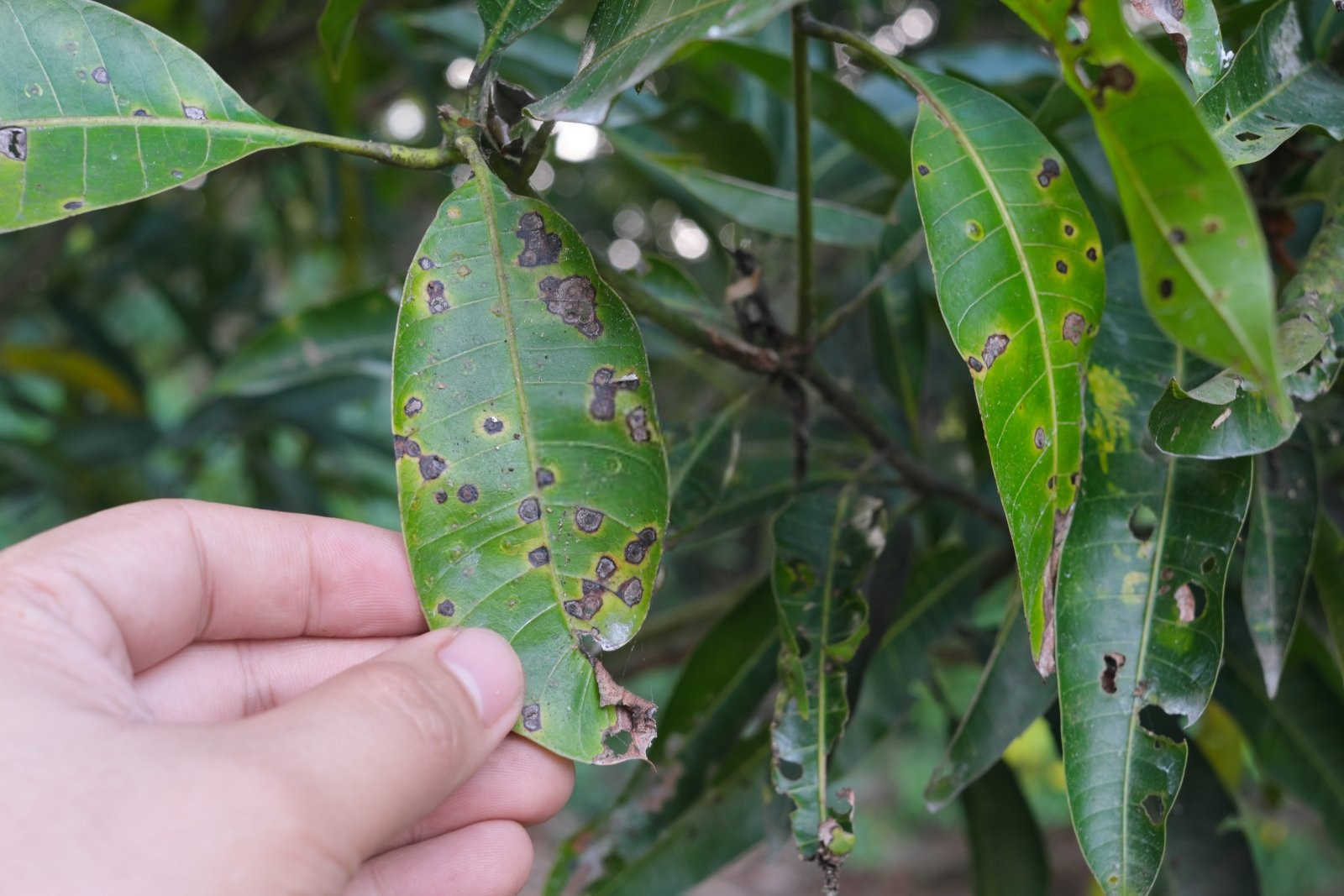 揭秘山药炭疽病：特点与防治策略全解析？