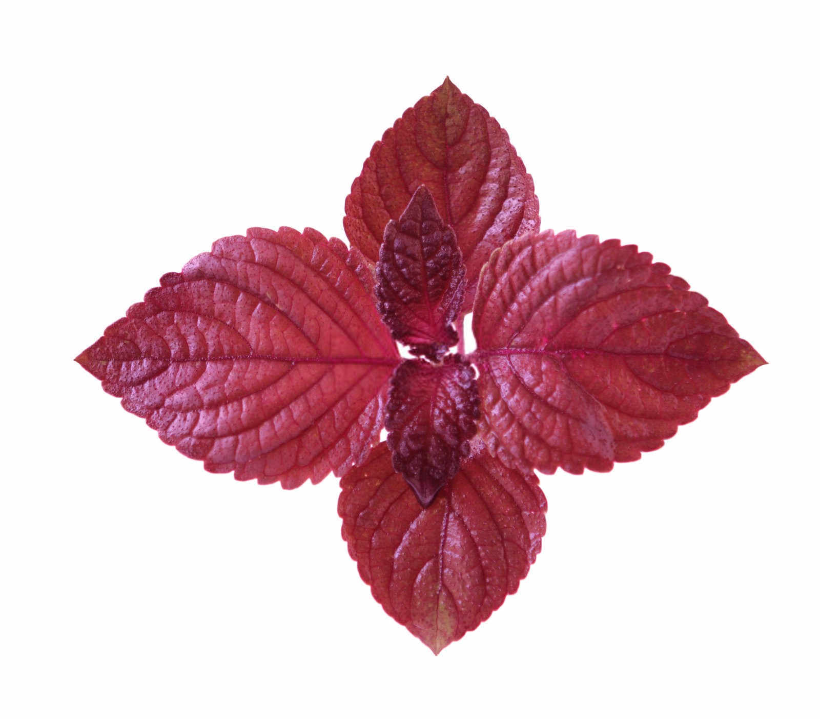 氮磷钾肥怎么施到花盆中紫苏？