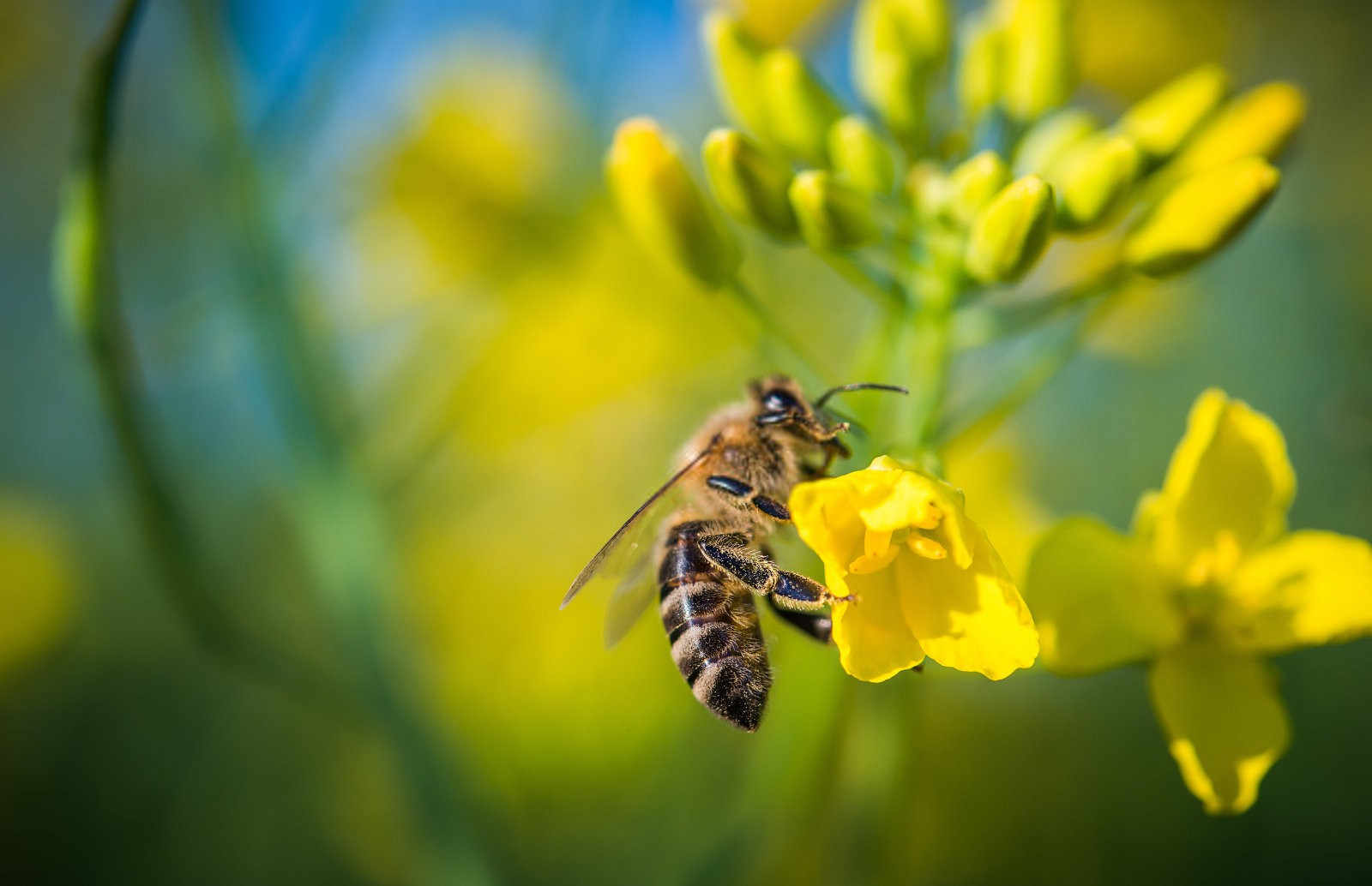 油菜花而不实是由什么原因导致的？