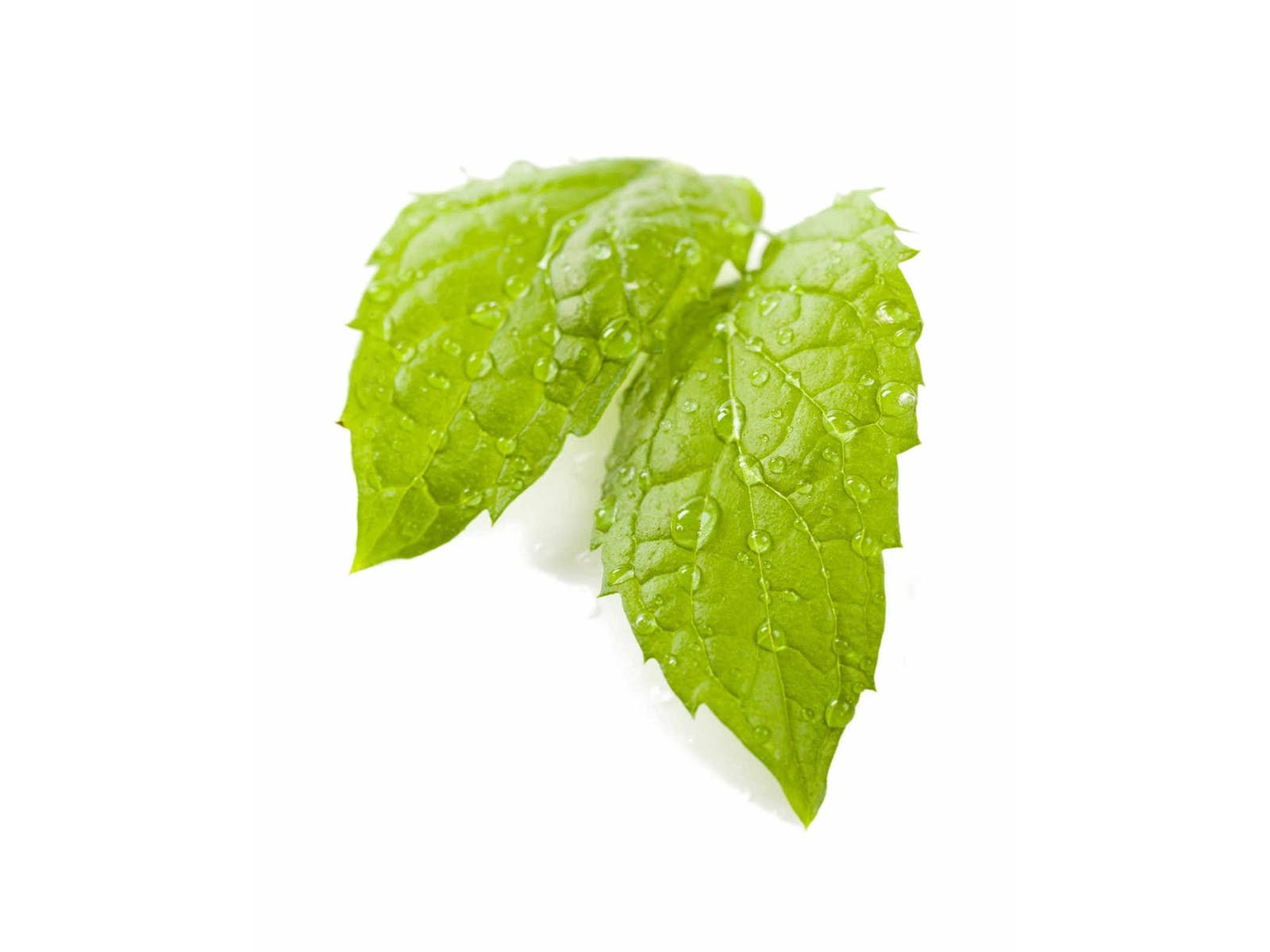 硝氮磷肥是什么肥料2025薄荷？