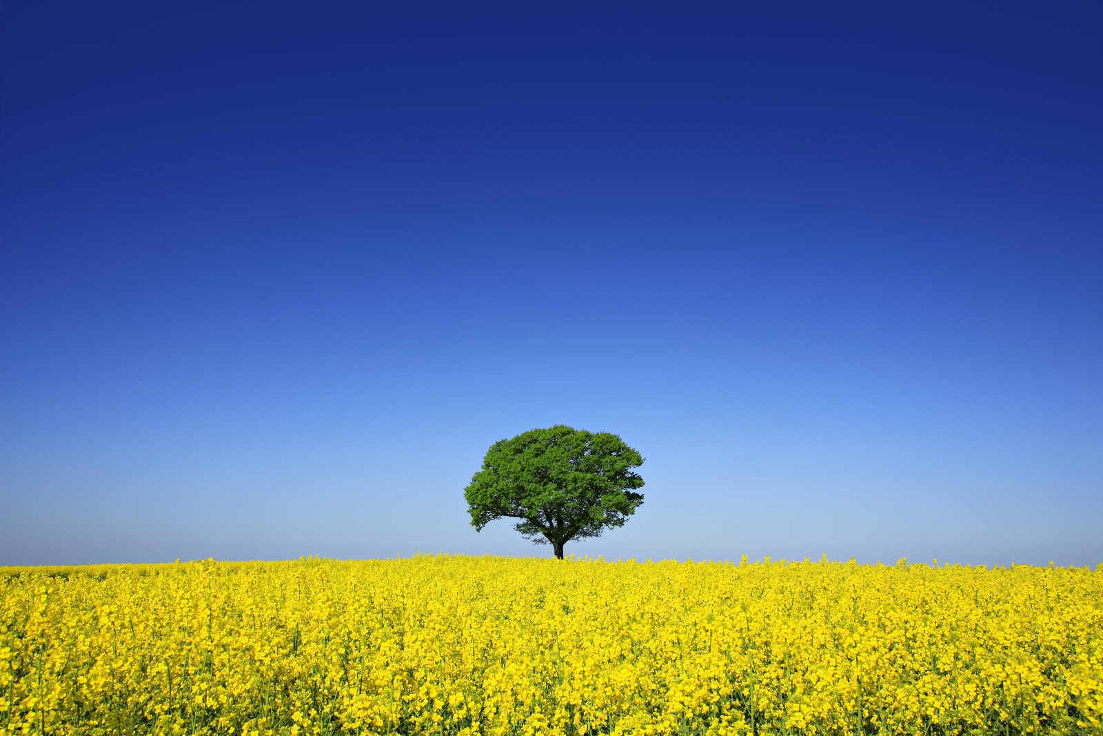 2025全国最大水溶肥厂家排名前十名油菜花