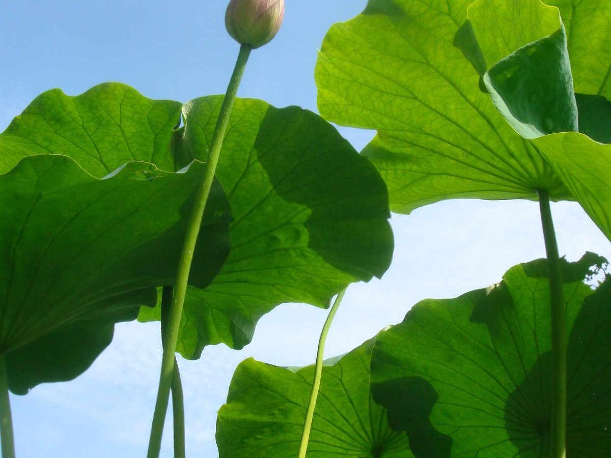 揭秘荷花种植的奥秘：从新手到高手的全面指南