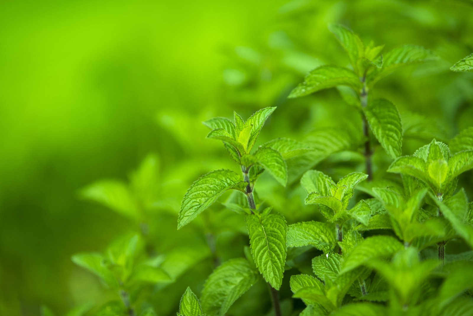 清新生长：水培薄荷的养殖秘籍与细节关照