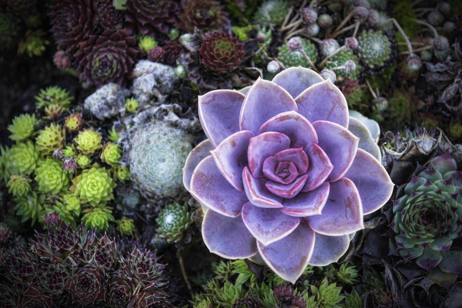 多肉植物梦椿子：守护绿意盎然，远离病虫害的秘诀？