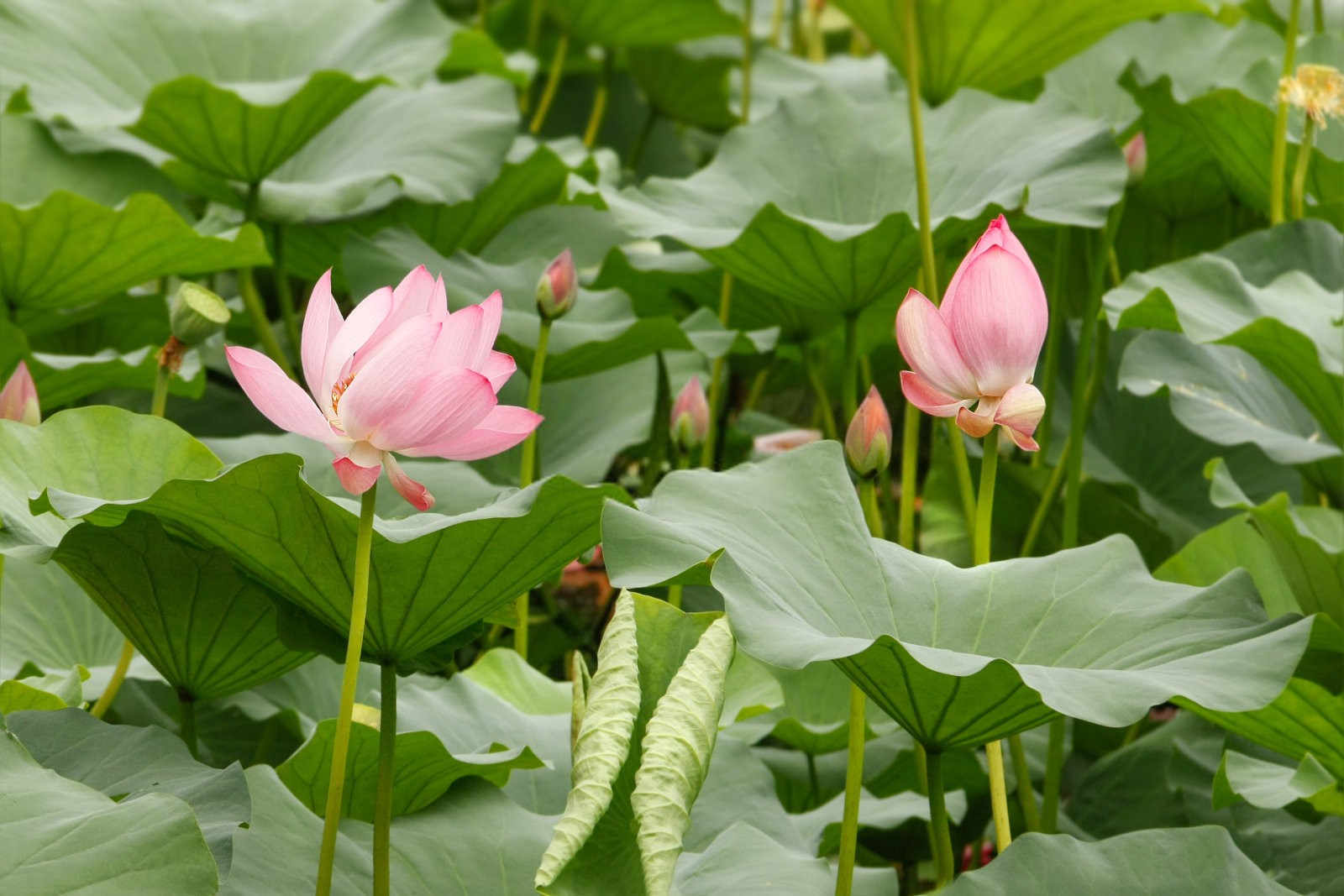 揭秘荷花种植的奥秘：从新手到高手的全面指南