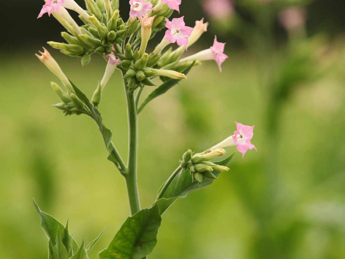 烟草的科学施肥：提升产量与品质的关键