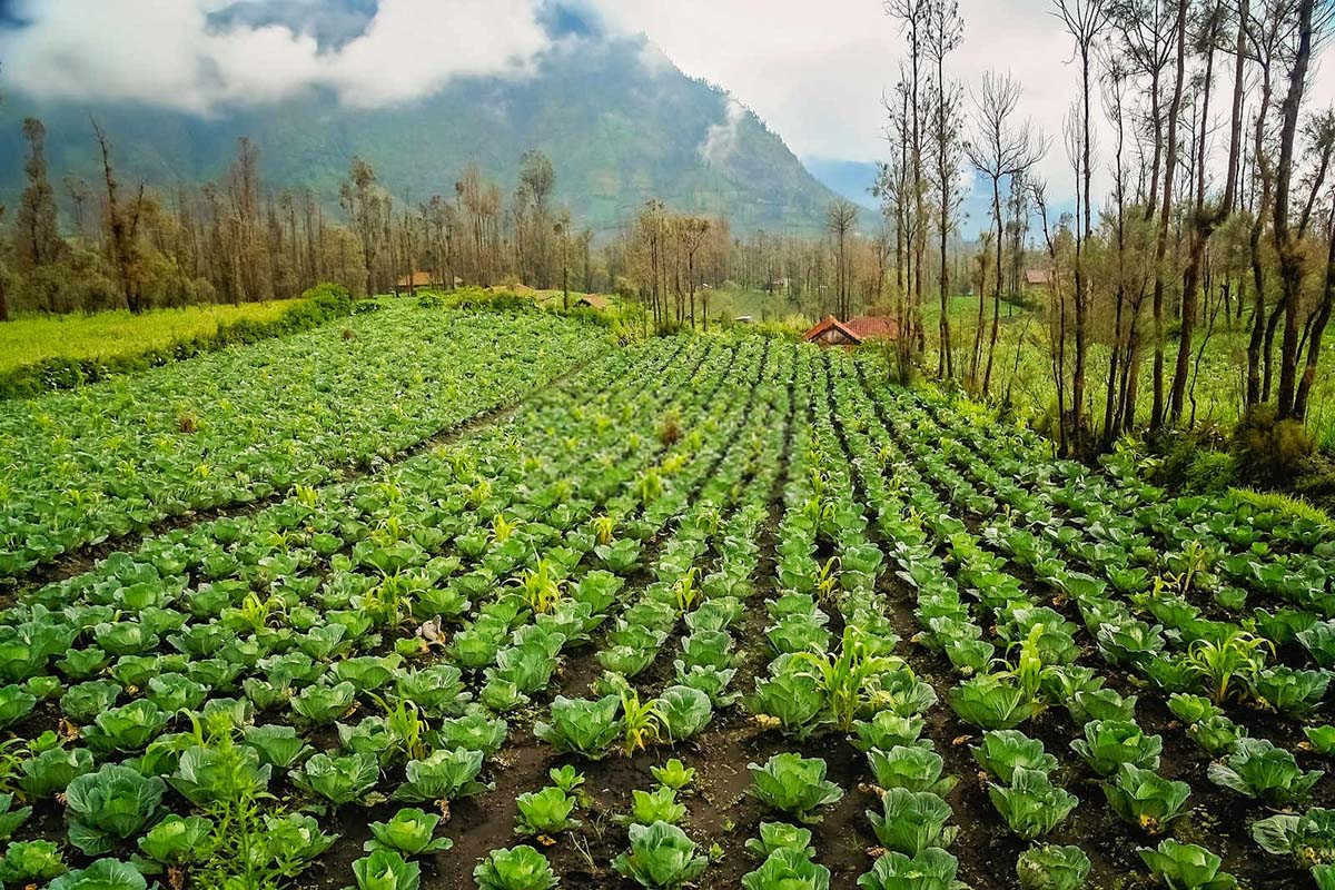 怎样有效应对农田除草剂漂移？