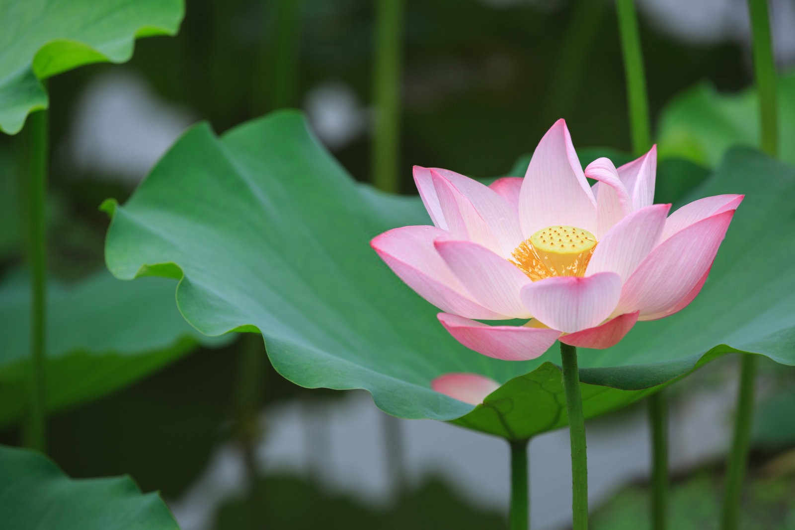 揭秘荷花养殖的奥秘：从新手到专家的详细指南