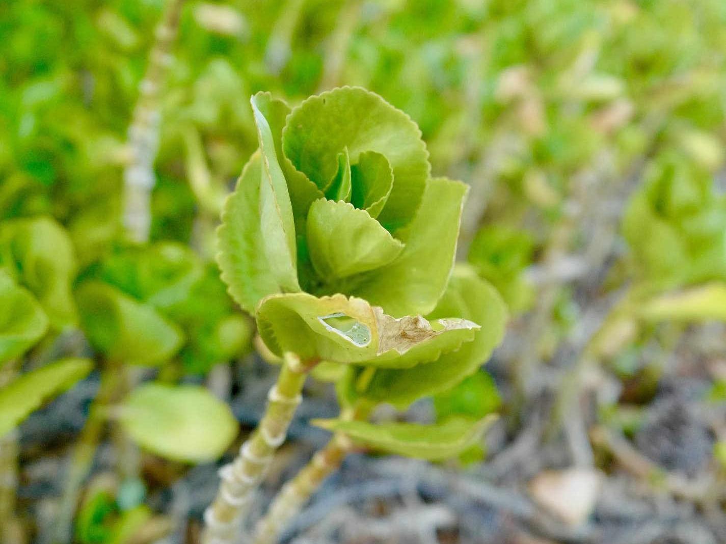 种植广金钱草的方法？