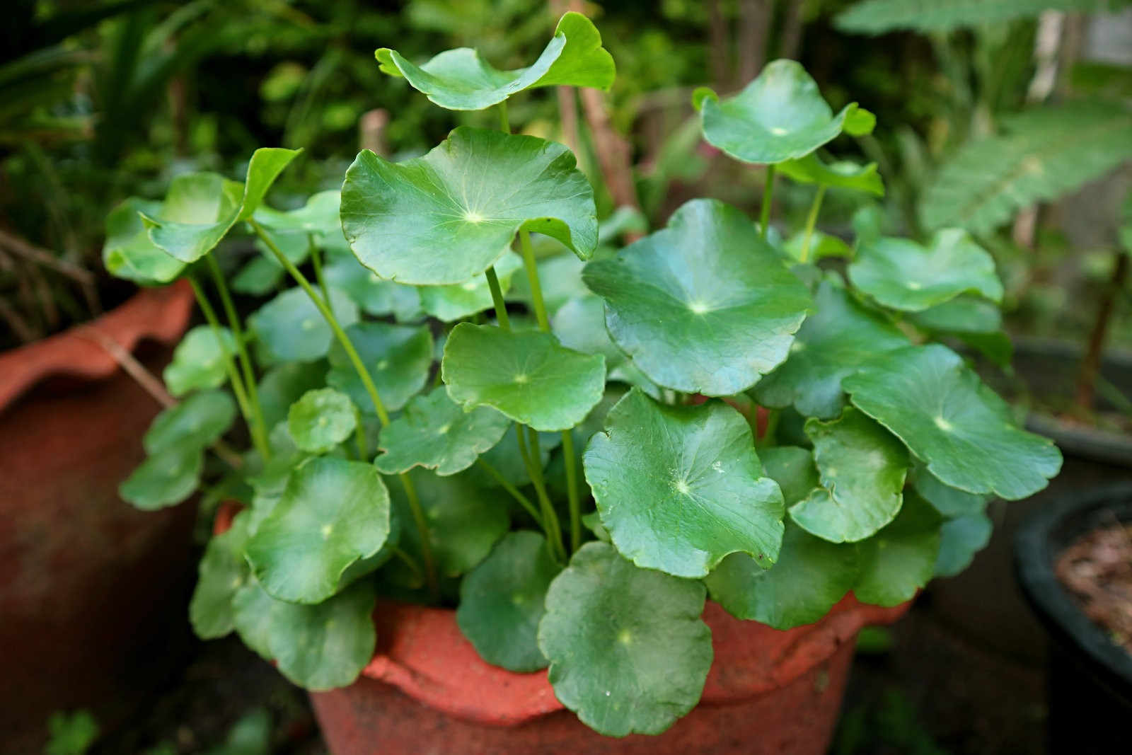 种植广金钱草的方法？