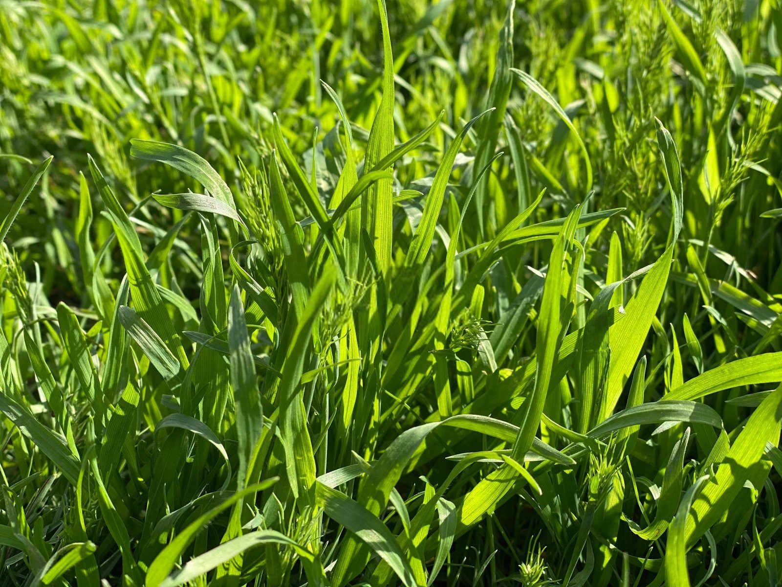 除草剂有什么危害？