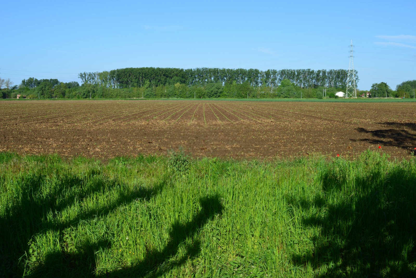 田野之痛：探究玉米除草剂药害的深层原因