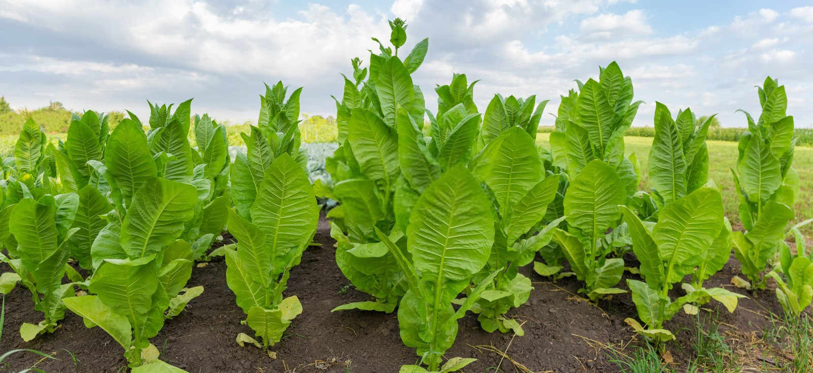 烟草的科学施肥：提升产量与品质的关键