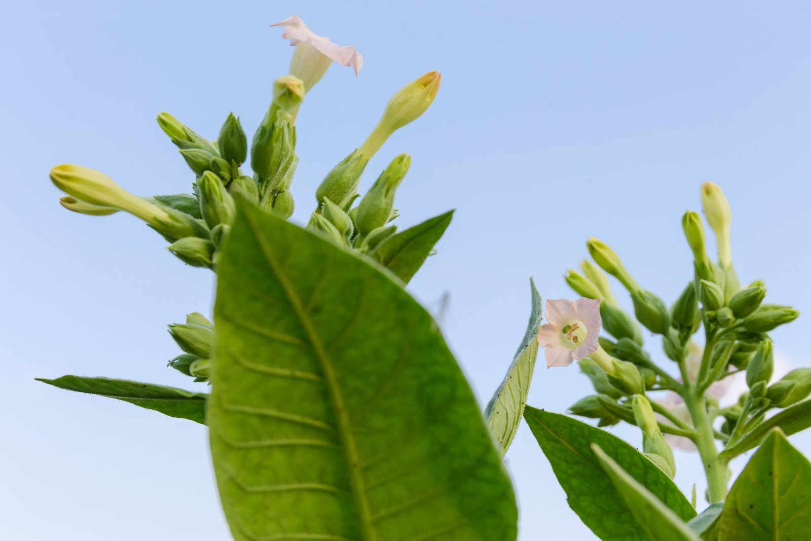 烟草的科学施肥：提升产量与品质的关键