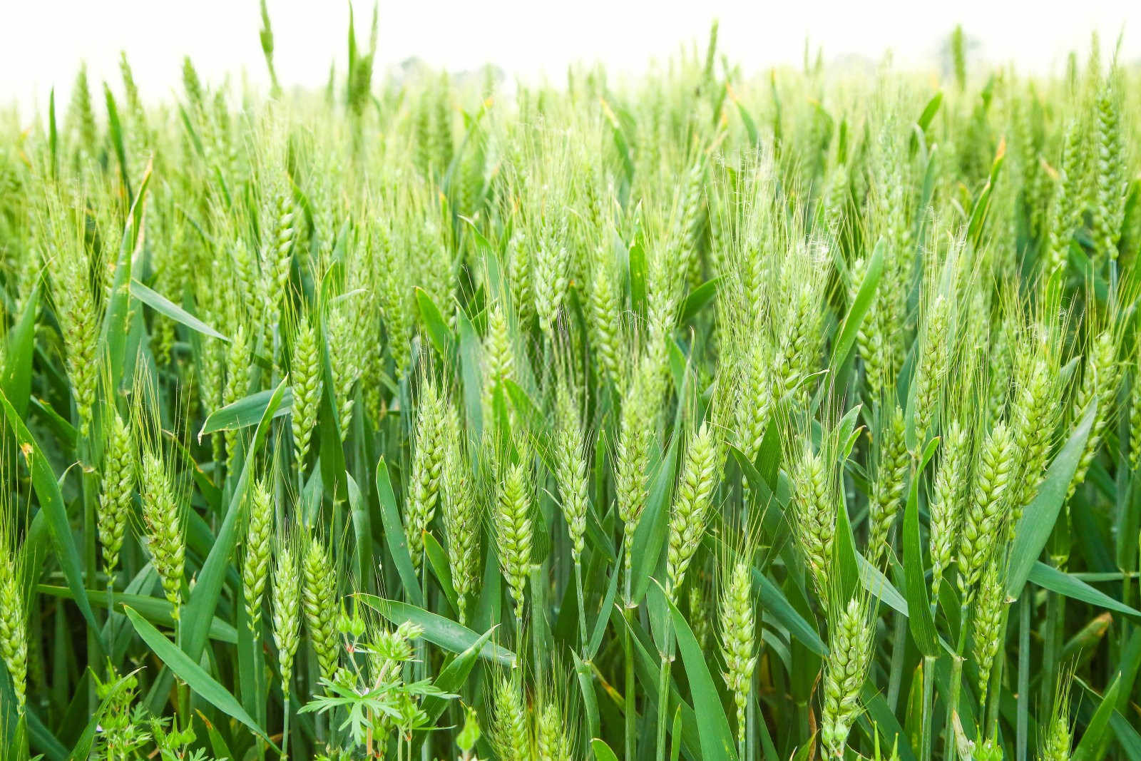 冬天可以用微生物菌肥料吗麦子？