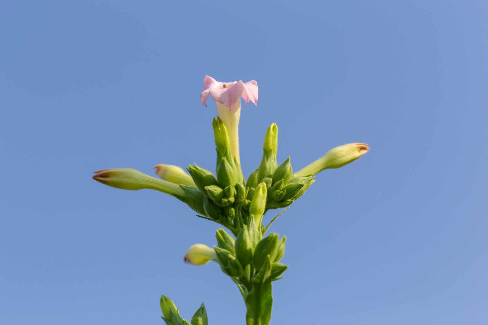 守护绿色希望：策略与行动并进防治烟草普通花叶病毒病